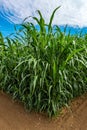 Sorghum Ãâ drummondii or sudan grass plantation with midges swarming Royalty Free Stock Photo